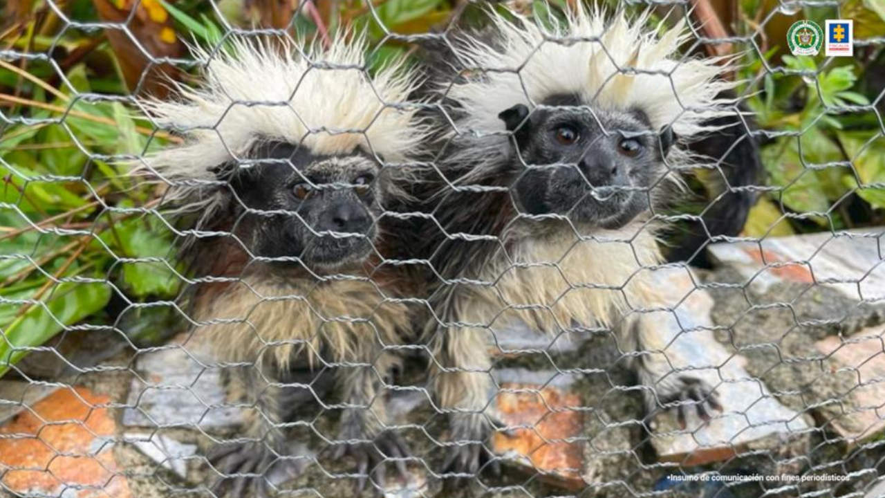 rescate cautiverio fauna silvestre
