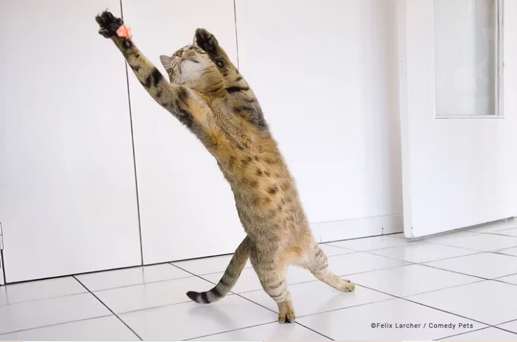 Hay un michi tapando un gol mejor que Iker Casillas: imágenes finalistas del Comedy Pet Photo Awards 2023 3 Captura de pantalla 2023 07 15 115617