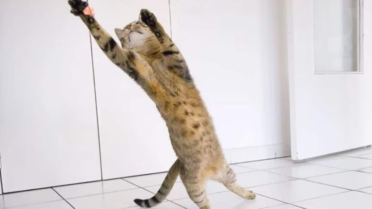 Hay un michi tapando un gol mejor que Iker Casillas: seleccionaron las imágenes finalistas del Comedy Pet Photo Awards 2023