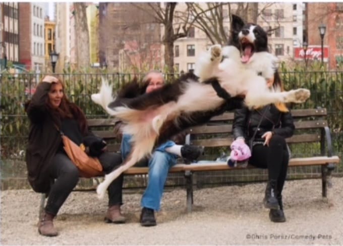 Hay un michi tapando un gol mejor que Iker Casillas: imágenes finalistas del Comedy Pet Photo Awards 2023 7 WhatsApp Image 2023 07 15 at 12.10.37 PM 1