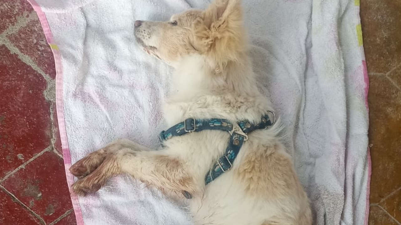 Murió una perrita que habría sido abusada en Santa Elena 1 perrita-abusada-santa-elena