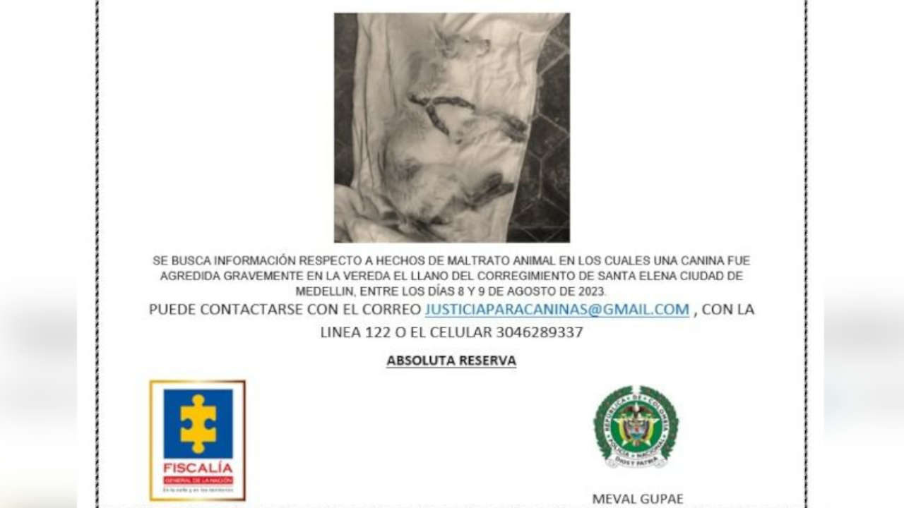 perrita-abusada-santa-elena
