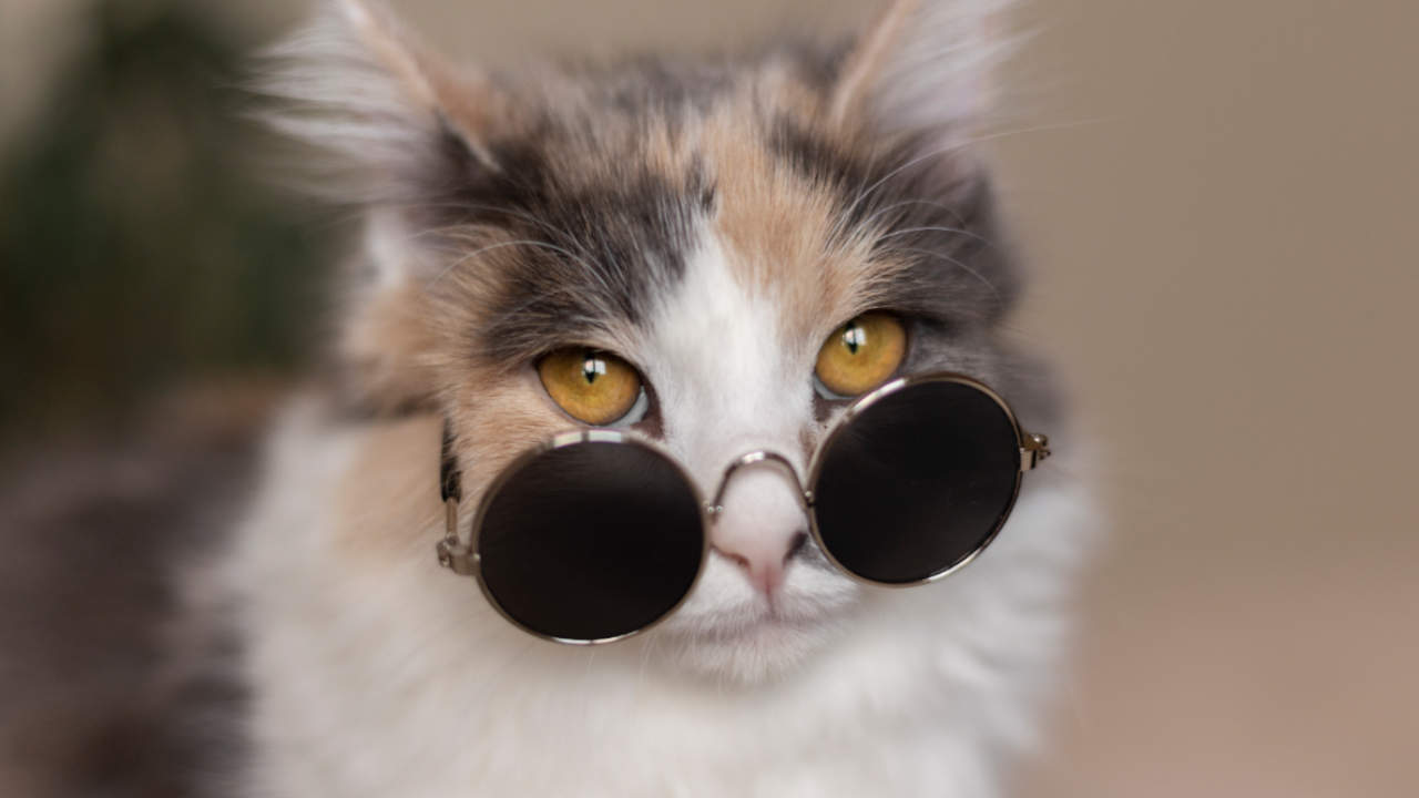 Evite que su gato se orine por toda la casa realizando estos ejercicios