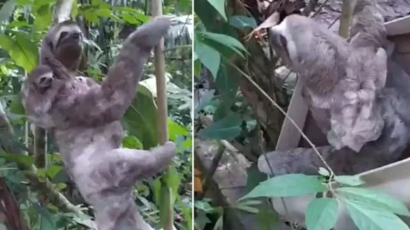 osa-perezosa-adopta-cria-uraba