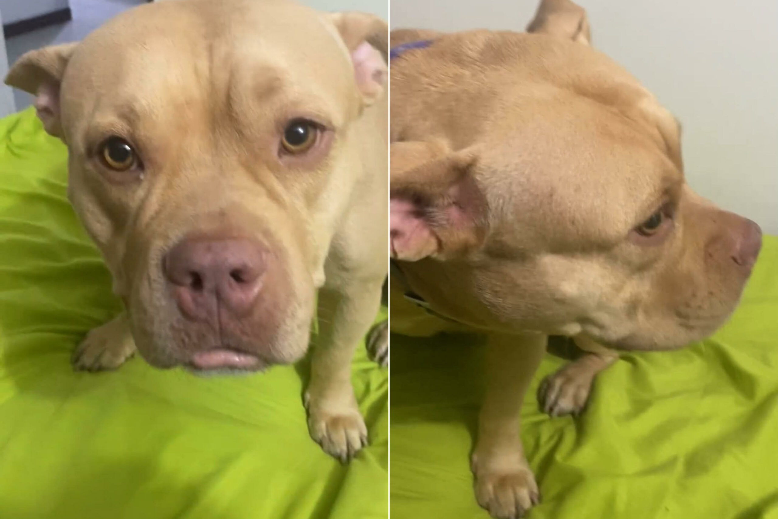 Perrita Pitbull copacabana