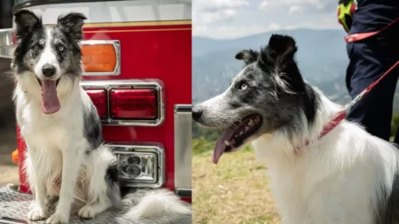 Los perros K9: Héroes de cuatro patas que salvan vidas en el Valle de Aburrá