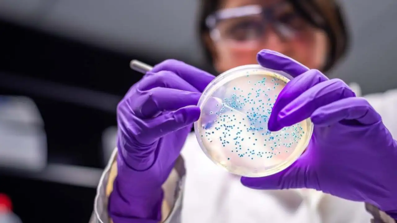 bacteria