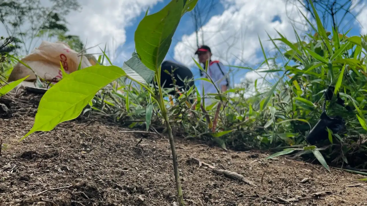 Sembratón en Medellín: 46.000 nuevos árboles para el Bosque de los Héroes 3 Sembratón en Medellín: 46.000 nuevos árboles para el Bosque de los Héroes