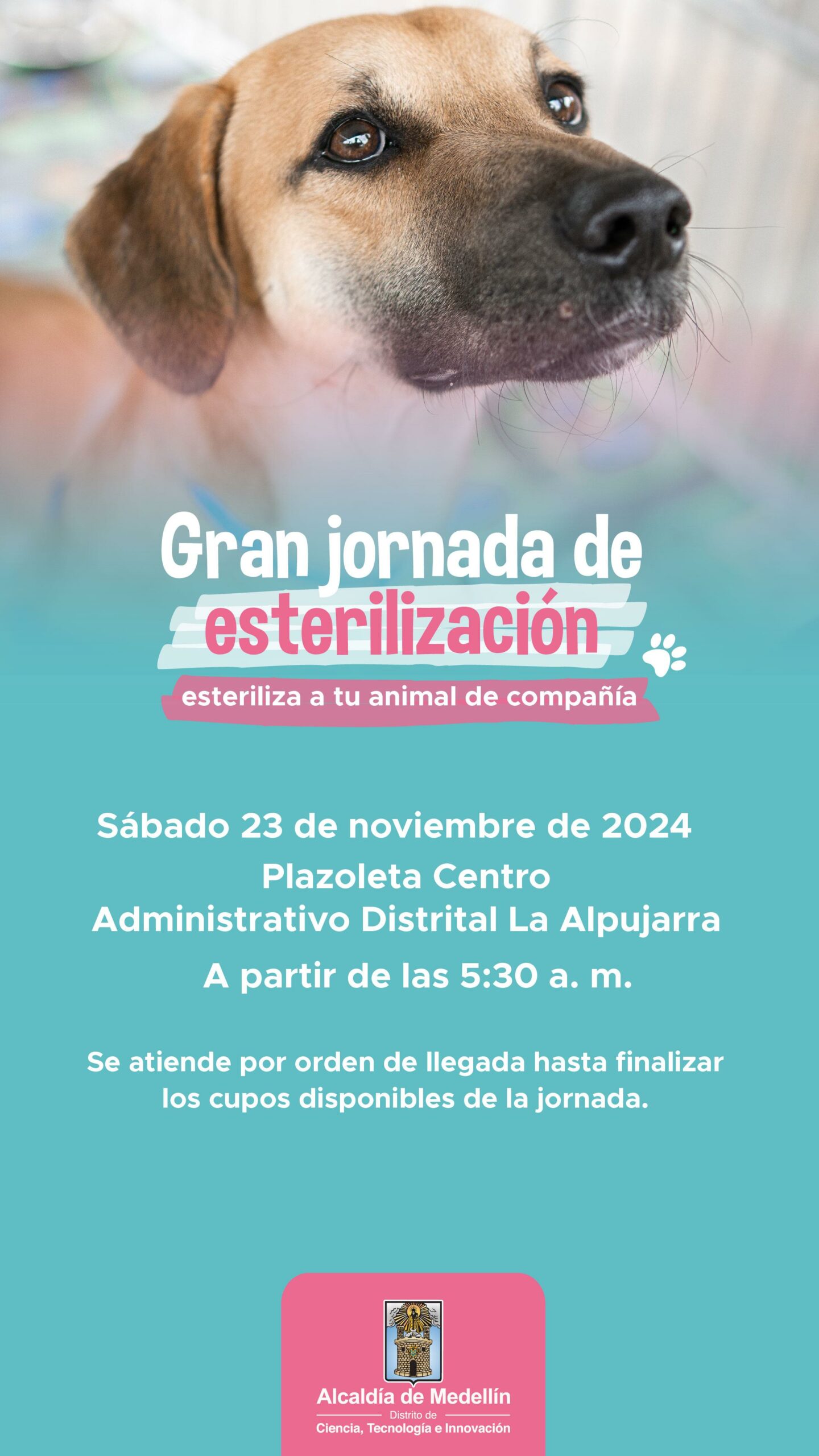 ¡Atento! porque habrá jornada de esterilización para mascotas este fin de semana. Conozca dónde 1 WhatsApp Image 2024 11 20 at 4.41.25 PM scaled