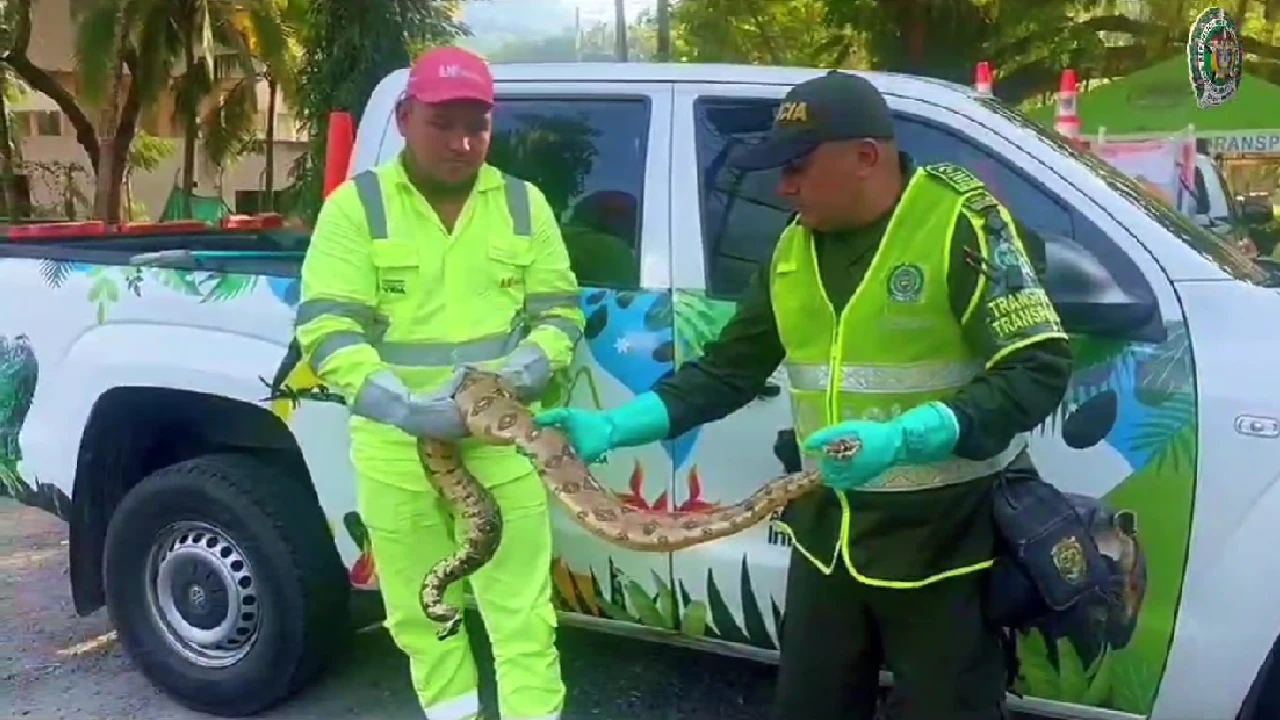¡Qué bonito! Policía de carreteras ayudó a una serpiente boa a cruzar una vía en el Suroeste Antioqueño 1 rescate-serpiente-boa-lapintada-cruce-carretera