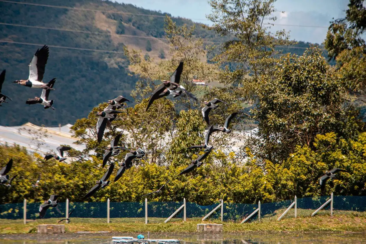 ¡Hermosas! 38 especies de aves han sido identificadas en la Planta de Tratamiento de Aguas Residuales de La Ceja 1 Aves-2