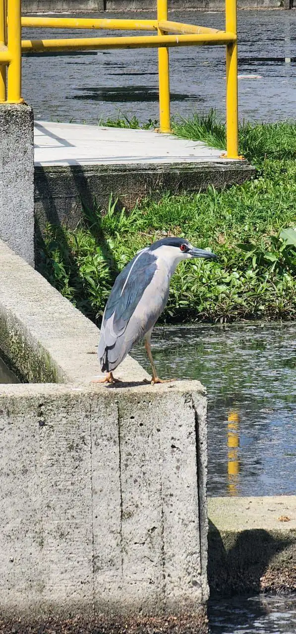 ¡Hermosas! 38 especies de aves han sido identificadas en la Planta de Tratamiento de Aguas Residuales de La Ceja 2 Aves-3