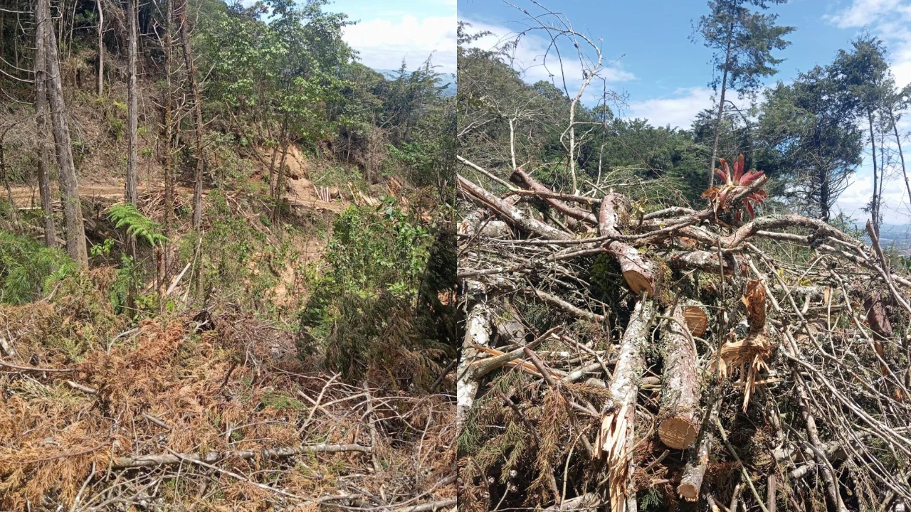 Suspensión de aprovechamiento forestal en El Carmen de Viboral por incumplimiento de normas ambientales 1 cancelacion-licencia-elcarmenviboral-aprovechamiento-ilicito1