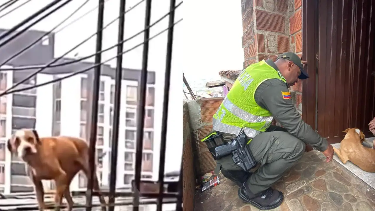 Perrito al que estarían dejando en un techo en Manrique, fue rescatado