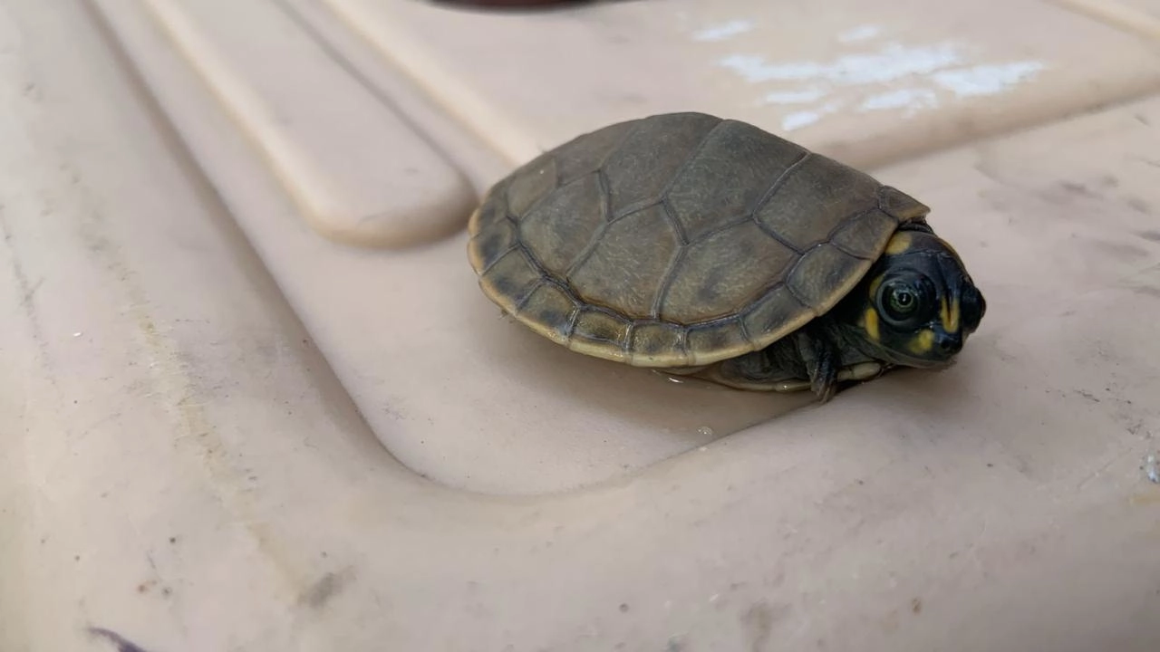 ¡Tenía tortugas brasileñas, ranas africanas y langostas! Capturan a un hombre por tráfico de fauna silvestre 1 Traficante-2