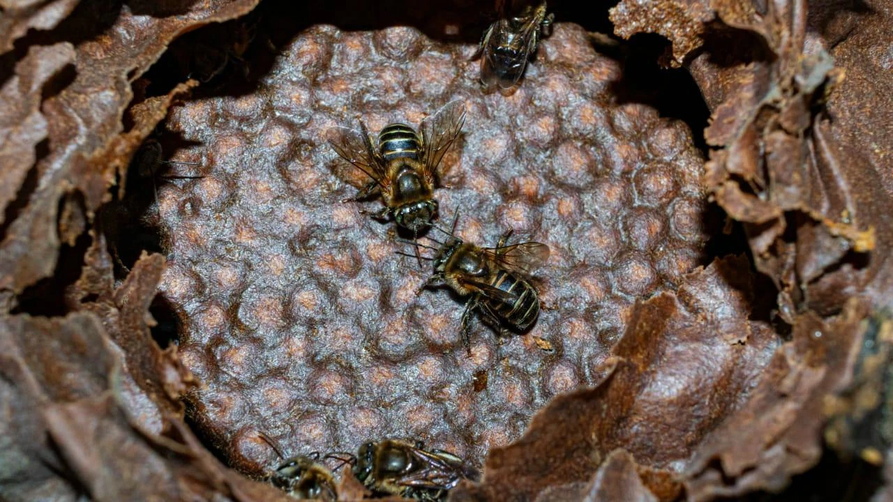 Un hallazgo histórico en Medellín: encuentran una abeja nunca antes vista en las montañas de la capital paisa 3 hallan-nueva-especie-abeja-montañas-medellin1