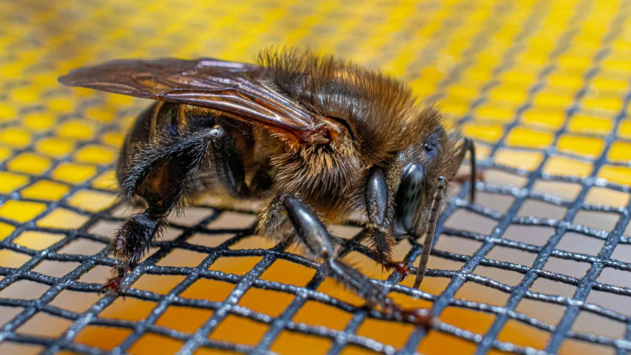 Un hallazgo histórico en Medellín: encuentran una abeja nunca antes vista en las montañas de la capital paisa 2 hallan-nueva-especie-abeja-montañas-medellin2