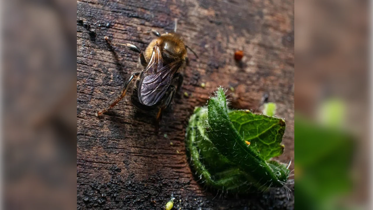 Un hallazgo histórico en Medellín: encuentran una abeja nunca antes vista en las montañas de la capital paisa 1 hallan-nueva-especie-abeja-montañas-medellin3