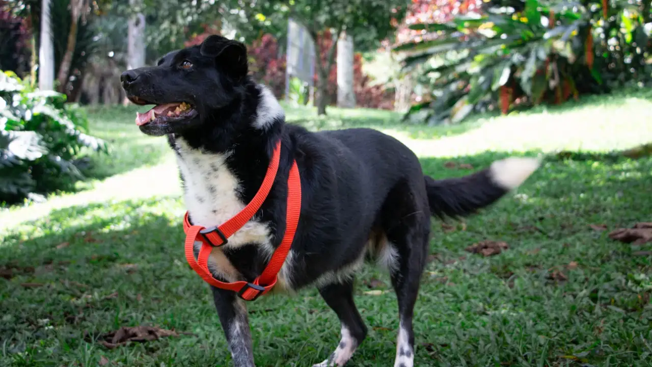 Más de 1.800 animales con discapacidad o en vejez buscan una segunda oportunidad de tener un hogar en Medellín 1 Más de 1.800 animales con discapacidad o en vejez buscan una segunda oportunidad de tener un hogar en Medellín