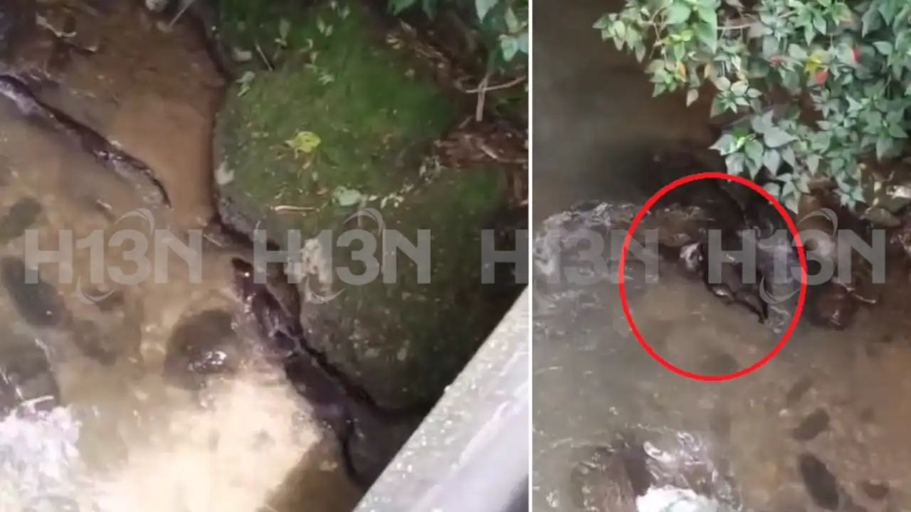¡Qué hermosas! Nutrias fueron vistas jugando en una quebrada de Envigado