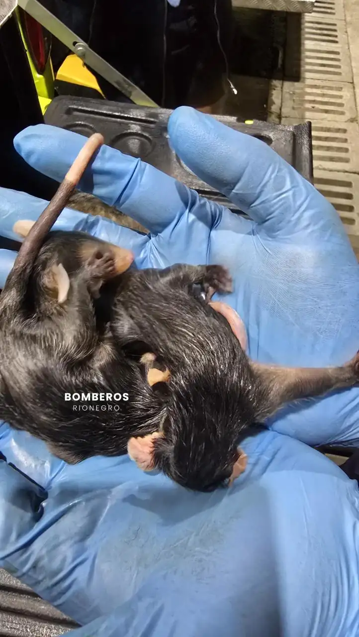 Una zarigüeya fue atropellada en Rionegro y en su marsupio encontraron tres crías vivas 1 Una zarigüeya fue atropellada en Rionegro y en su marsupio encontraron tres crías vivas