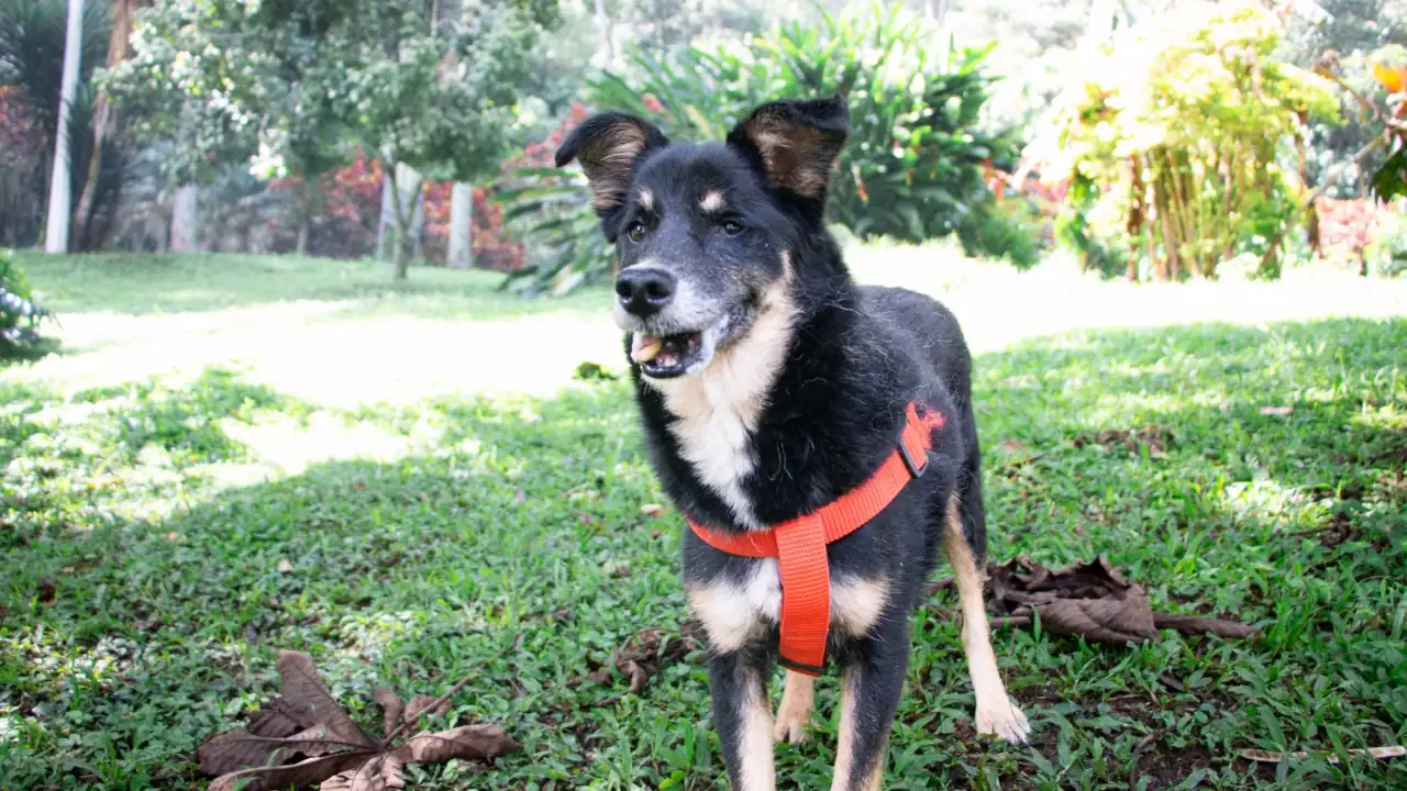 Más de 1.800 animales con discapacidad o en vejez buscan una segunda oportunidad de tener un hogar en Medellín 2 Más de 1.800 animales con discapacidad o en vejez buscan una segunda oportunidad de tener un hogar en Medellín