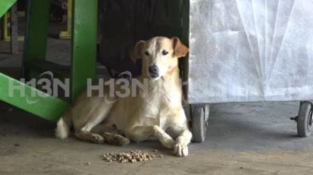 Perrito-albergue-animales