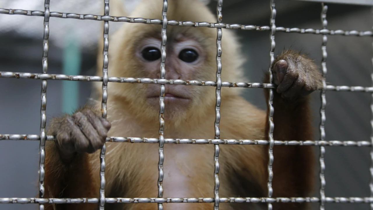 Medellín alberga el taller internacional para fortalecer la lucha contra el tráfico de fauna en LATAM 1 medellin-cavr-area-metropolitana-taller-internacional-trafico-fauna1