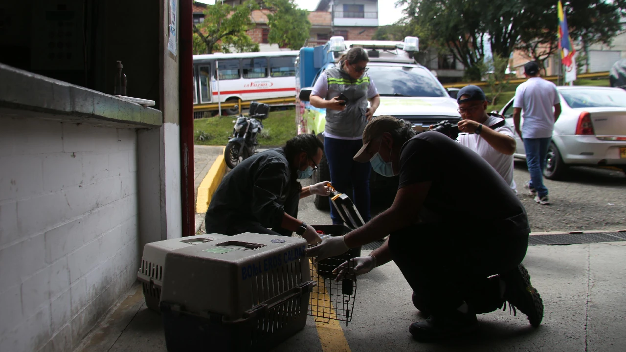 Medellín alberga el taller internacional para fortalecer la lucha contra el tráfico de fauna en LATAM 2 medellin-cavr-area-metropolitana-taller-internacional-trafico-fauna2