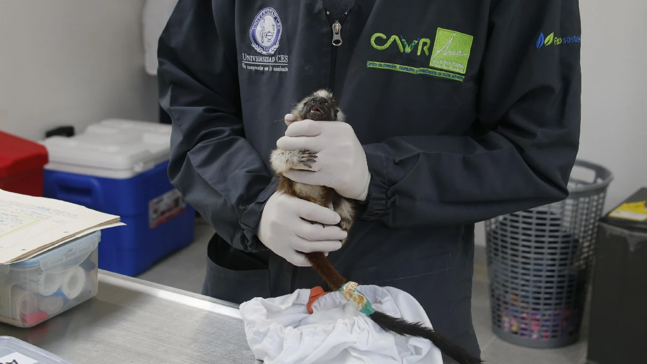 Medellín alberga el taller internacional para fortalecer la lucha contra el tráfico de fauna en LATAM 3 medellin-cavr-area-metropolitana-taller-internacional-trafico-fauna3