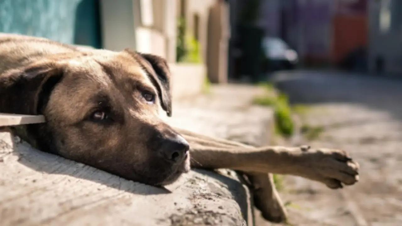 Aumentan los abandonos de mascotas en EE. UU. por efectos económicos y migratorios