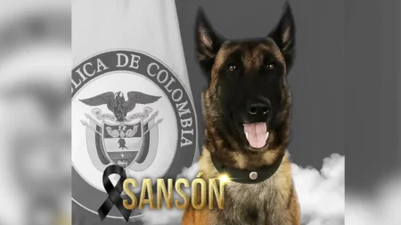 Falleció Sansón, el perrito del Ejército que salvó la vida de más de 30 soldados en Antioquia