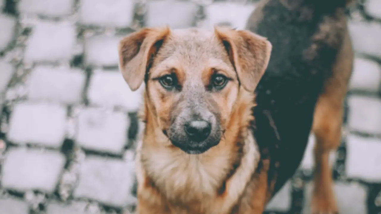 Aumentan los abandonos de mascotas en EE. UU. por efectos económicos y migratorios 1 Aumentan los abandonos de mascotas en EE. UU. por efectos económicos y migratorios