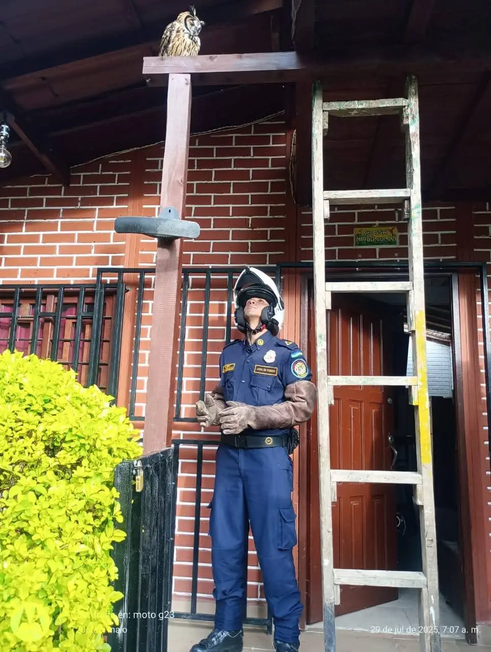 Bomberos rescatan búho herido en una vivienda en La Estrella