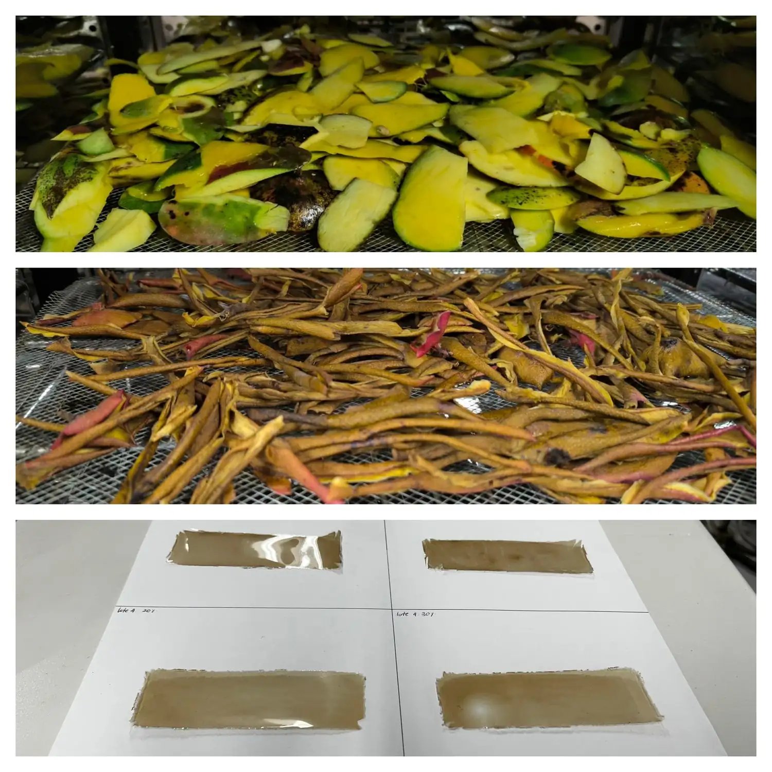 Desde la UdeA surge alternativa al plástico hecha con residuos de mango 1 Desde la UdeA surge alternativa al plástico hecha con residuos de mango