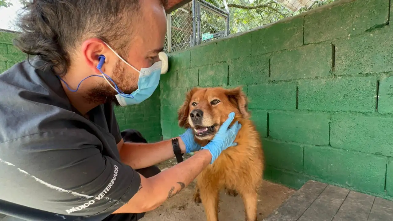 La Perla reporta más de dos mil animales atendidos y cientos de adopciones