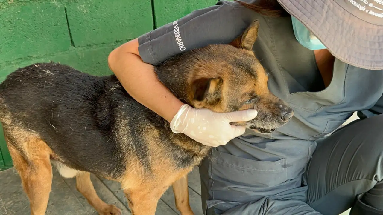 La Perla reporta más de dos mil animales atendidos y cientos de adopciones