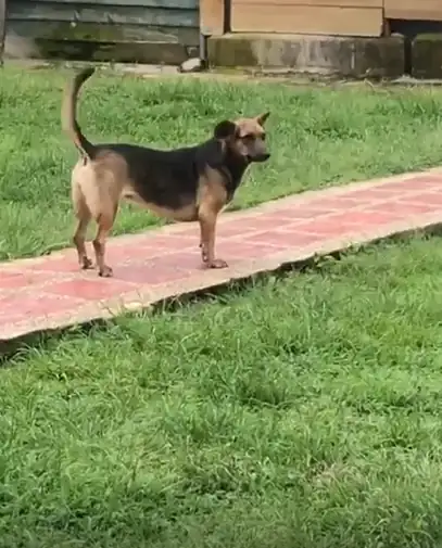 Nohelia dedicó su vida al rescate de animalitos en El Santuario y ahora le toca dejarlos partir uno por uno 2 Nohelia dedicó su vida al rescate de animalitos en El Santuario y ahora le toca dejarlos partir uno por uno