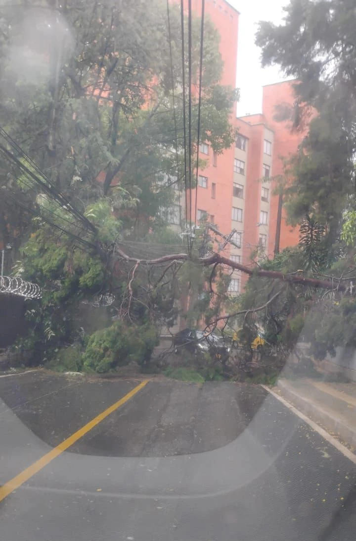 ¡Vuelve y juega! Se cayó un árbol en El Poblado por las fuertes lluvias 1 Árbol-caído-1