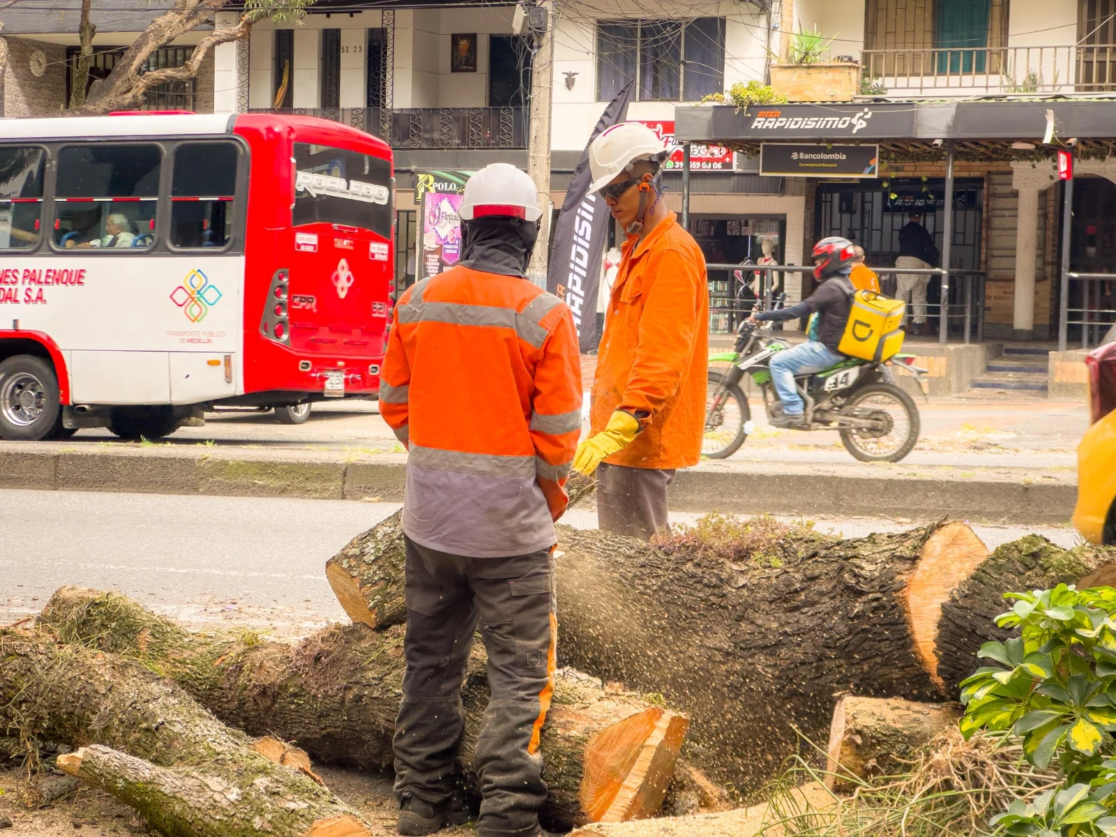 Para proteger la vida y el espacio público, se intervinieron 347 árboles que contaban con ficha de riesgo 1 Arboles 1 1
