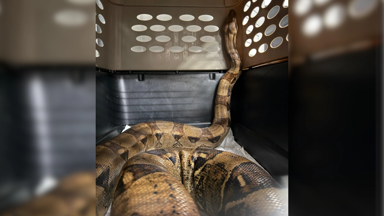 boa-loma-de-los-bernal-belen-medellin El CAVR del Área Metropolitana del Valle de Aburrá atendió el llamadociudadano por la presencia de una boa constrictor en zona urbana del barrio Belén, en la ciudad de Medellín