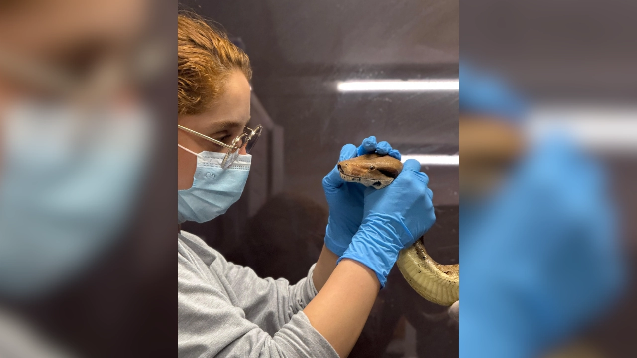 ¡Ya fue evaluada! Área Metropolitana entrega reporte de boa encontrada en Belén: la tenían en cautiverio 1 El CAVR del Área Metropolitana del Valle de Aburrá atendió el llamadociudadano por la presencia de una boa constrictor en zona urbana del barrio Belén, en la ciudad de Medellín