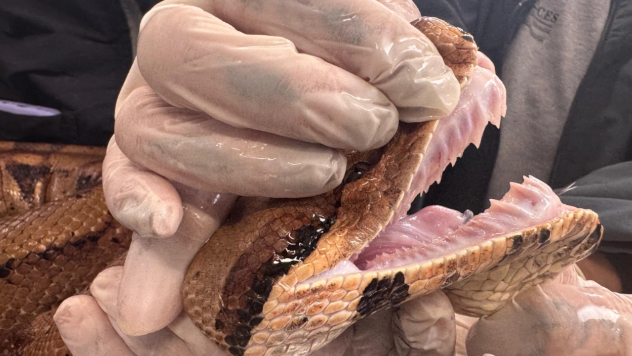 ¡Ya fue evaluada! Área Metropolitana entrega reporte de boa encontrada en Belén: la tenían en cautiverio 2 El CAVR del Área Metropolitana del Valle de Aburrá atendió el llamadociudadano por la presencia de una boa constrictor en zona urbana del barrio Belén, en la ciudad de Medellín