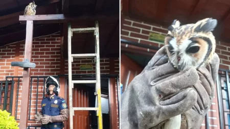 Bomberos rescatan búho herido en una vivienda en La Estrella