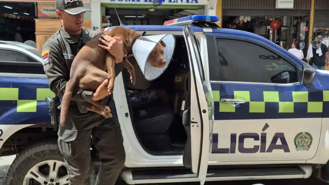 En Antioquia, ladrones machetearon a un perrito que intentó defender a su humano