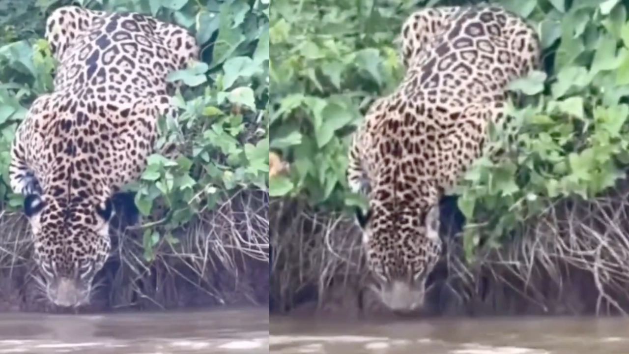 ¡Qué belleza! Se registró el avistamiento de un jaguar tomando agua en plena selva amazónica