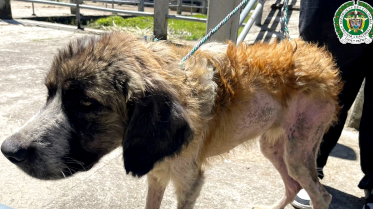 MaltratoAnimalSanVicenteDeFerrer2