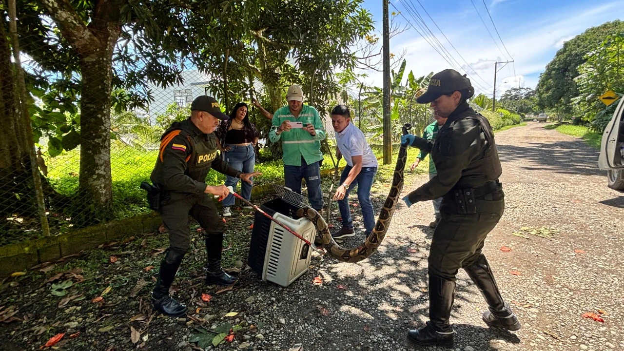 entregan-boa-constrictor-en-uraba-antioqueño