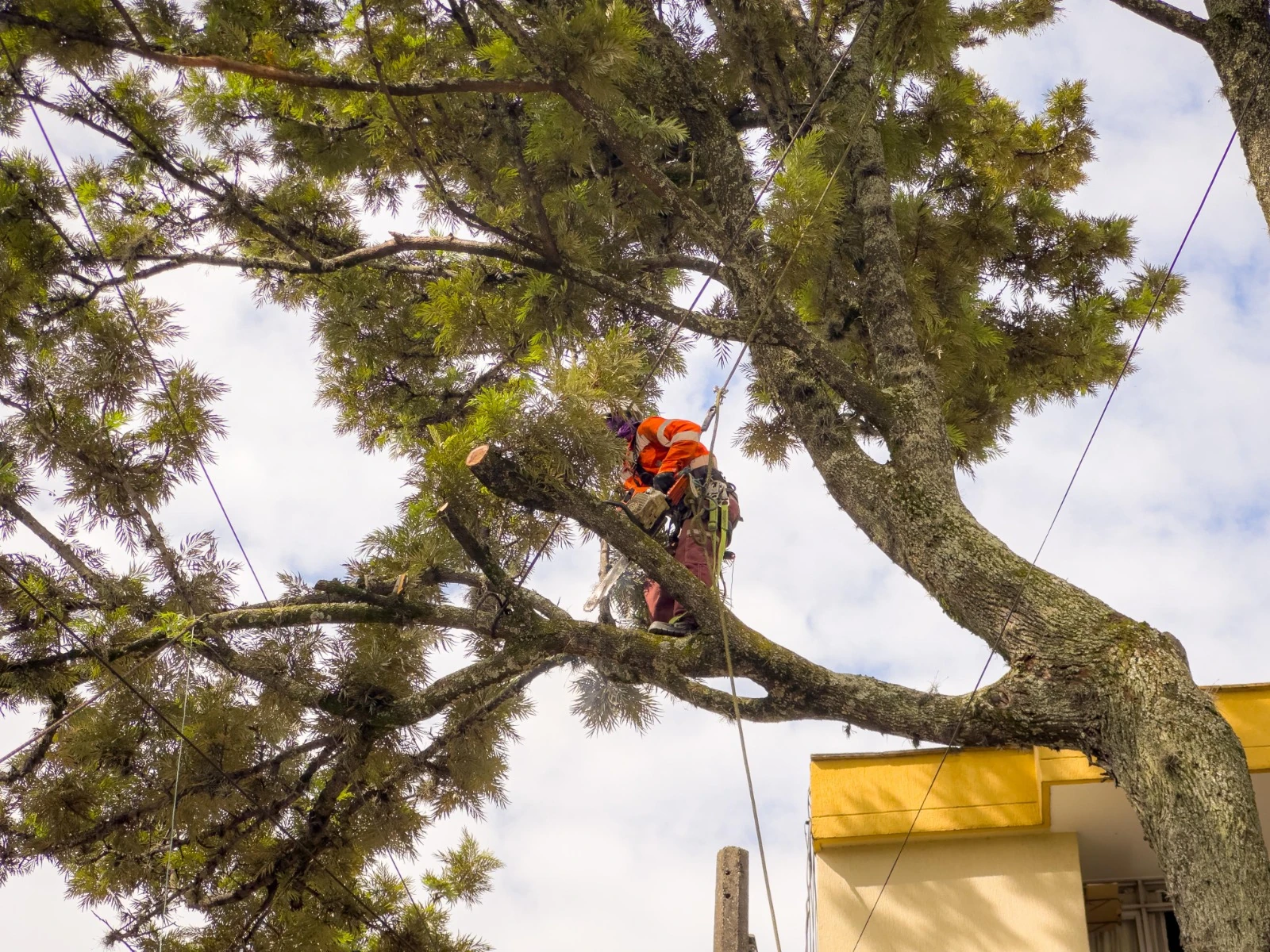 Para proteger la vida y el espacio público, se intervinieron 347 árboles que contaban con ficha de riesgo 3 arboles 2