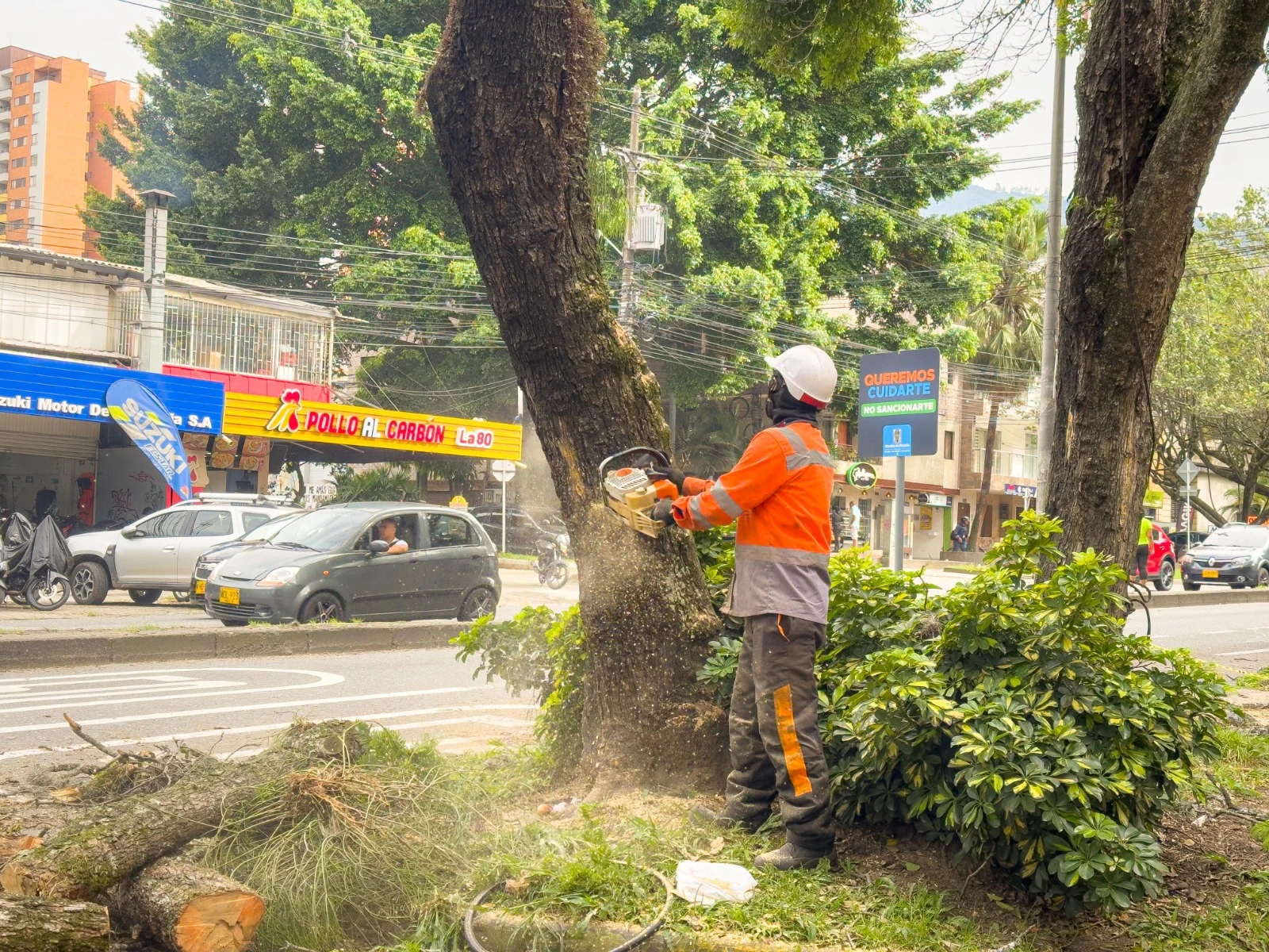Para proteger la vida y el espacio público, se intervinieron 347 árboles que contaban con ficha de riesgo 2 arboles 3